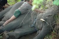 Sam fitting a collar onto an Elephant